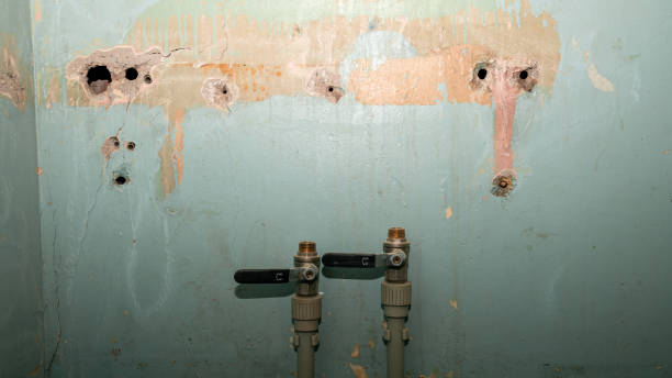Best Water damage mitigation services  in Trinity, FL