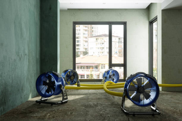 Best Water damage restoration specialists  in Trinity, FL